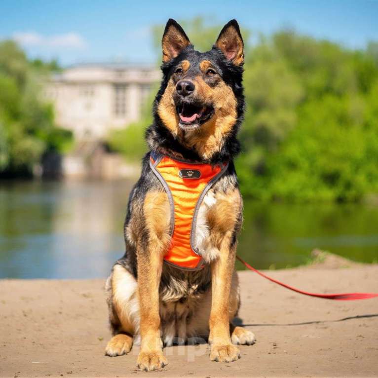 Собаки в Москве: Дина Девочка, Бесплатно - фото 4