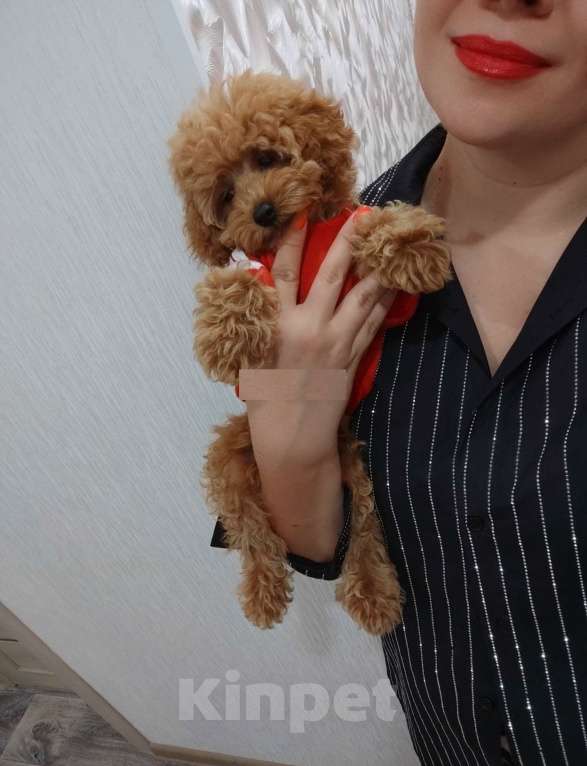 Собаки в Москве: Той-пудель пушистый мальчик Мальчик, 65 000 руб. - фото 1