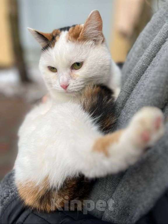 Кошки в Москве: Трехцветная кошечка Горошка ищет дом! Девочка, Бесплатно - фото 3