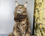 Кошки в Москве: Котёнок Мейн-кун Девочка Девочка, 30 000 руб. - фото 4
