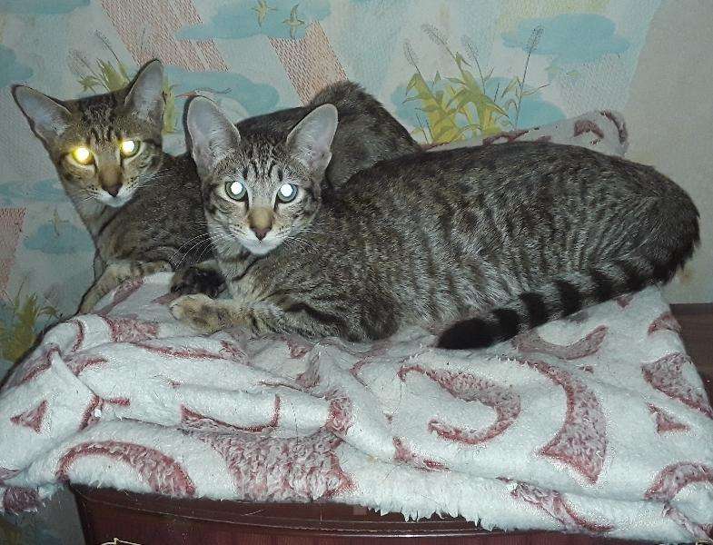 Кошки в Острогожске: Ориентальные котята, 10 000 руб. - фото 1