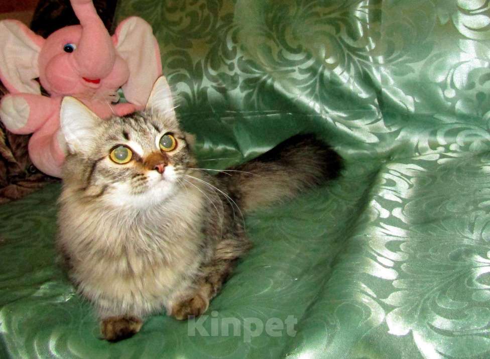 Кошки в Оленегорске: Котик короткие лапки, 10 000 руб. - фото 1