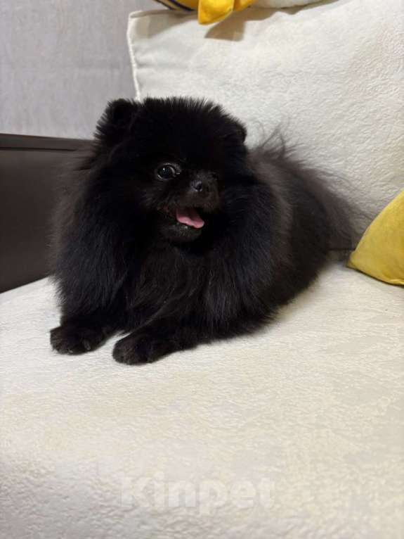 Собаки в Серпухове: Поиск самых лучших мампап!!! Девочка, Бесплатно - фото 2