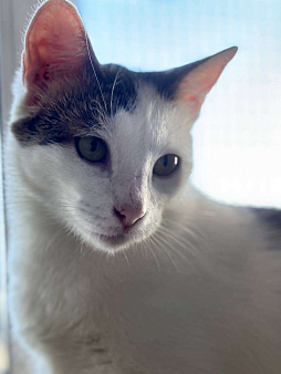 Ласковая Булочка ищет дом