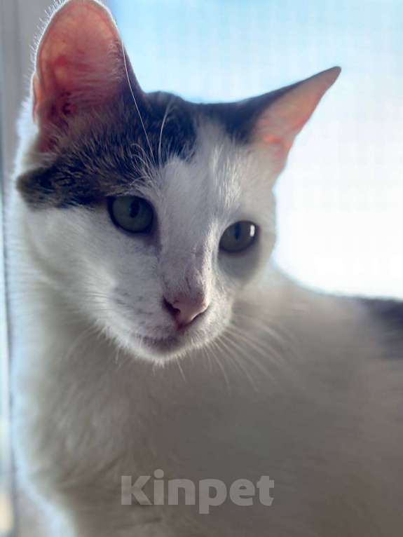 Кошки в Санкт-Петербурге: Ласковая Булочка ищет дом Девочка, Бесплатно - фото 1