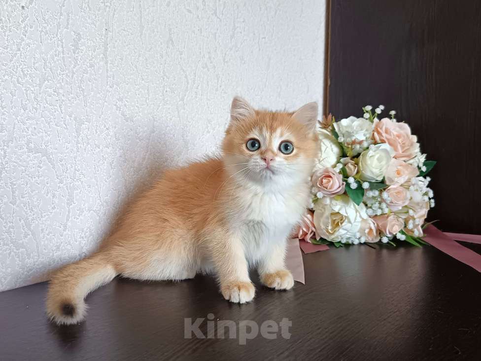 Кошки в Краснодаре: Золотая шоколадная шиншилла  Девочка, 30 000 руб. - фото 9