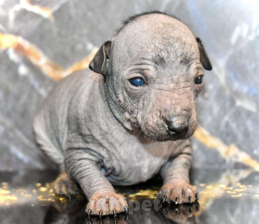 Собаки в Владимире: Щенки ксолоитцкуинтли мини, рождённые 27.05.2025 Девочка, Бесплатно - фото 5