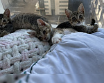 Кошки в Санкт-Петербурге: 🐾 Три маленьких сердца ищут свой дом Мальчик, Бесплатно - фото 1