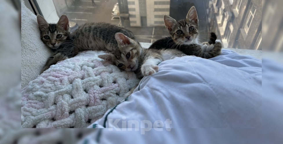Кошки в Санкт-Петербурге: 🐾 Три маленьких сердца ищут свой дом Мальчик, Бесплатно - фото 1