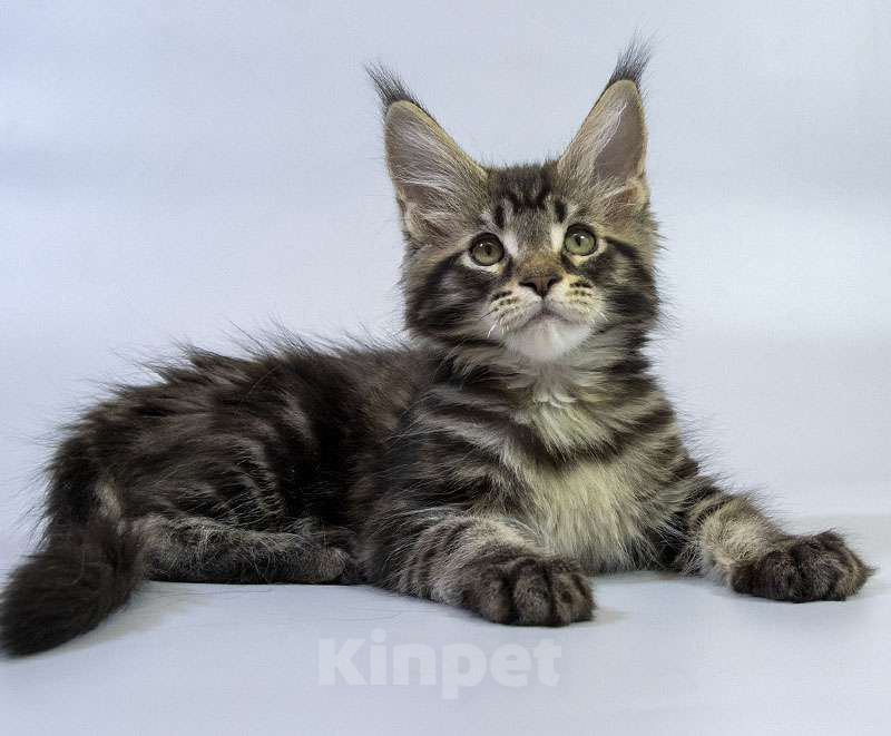 Кошки в Москве: Котенок Мейн кун. Мальчик, Бесплатно - фото 3