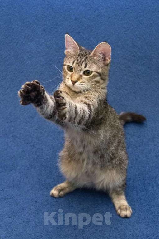 Кошки в Москве: Котенок девочка в добрые руки Девочка, 10 руб. - фото 3