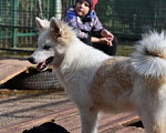 Собаки в Москве: Ненецкая оленегонная лайка, кобель Амур. Мальчик, 60 000 руб. - фото 3