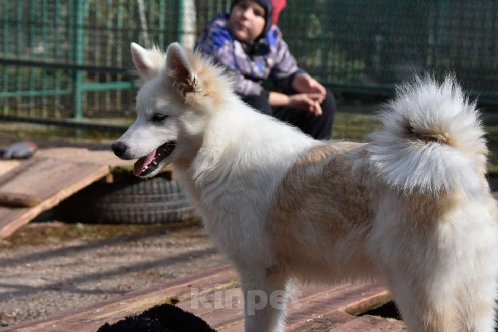 Собаки в Москве: Ненецкая оленегонная лайка, кобель Амур. Мальчик, 60 000 руб. - фото 3