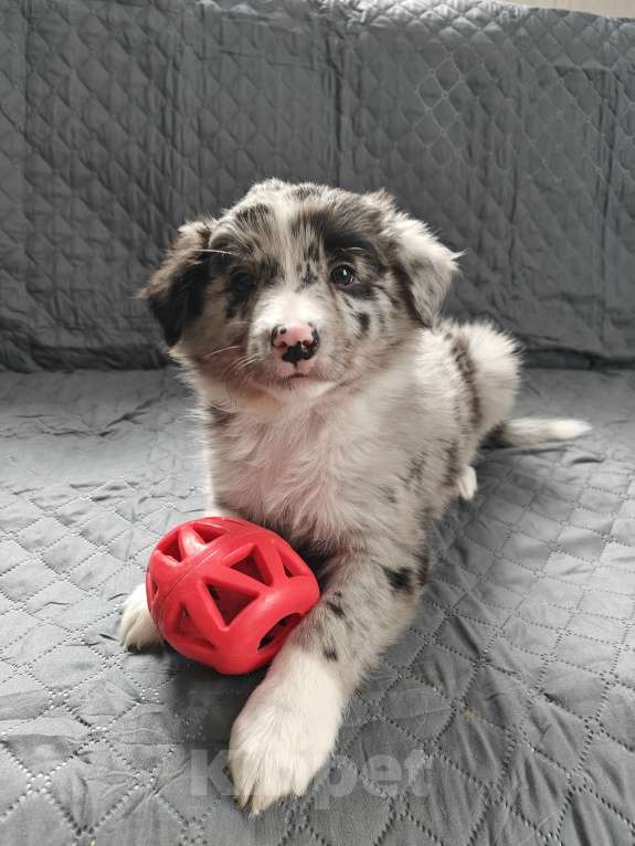 Собаки в Новосибирске: Бордер Колли Мальчик, 55 000 руб. - фото 4