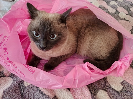 Потерялась сиамская кошка