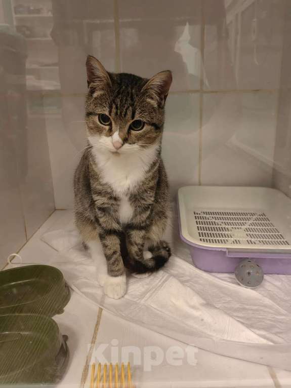 Кошки в Москве: Кот Феху ищет дом  Мальчик, 1 руб. - фото 6