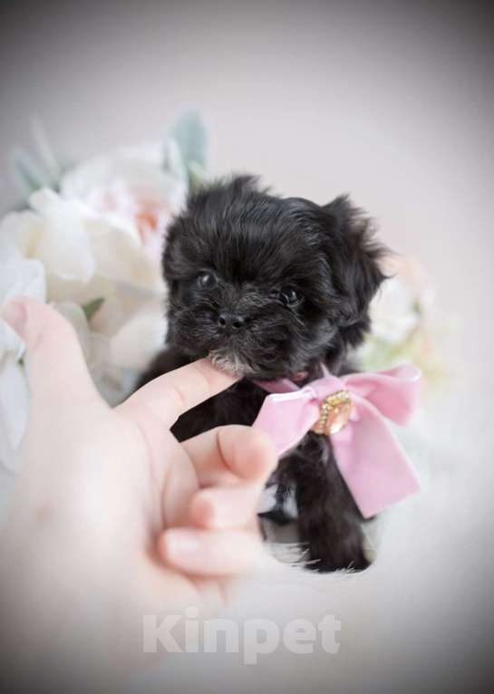 Собаки в Москве: Мальтипу Девочка, 60 000 руб. - фото 3