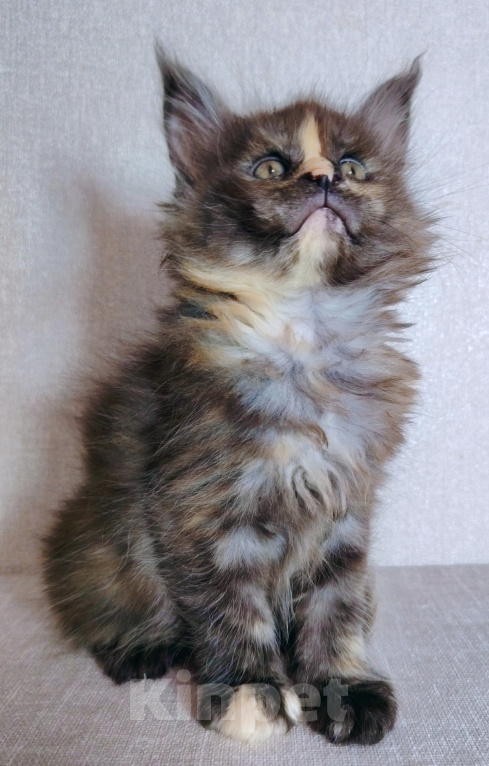 Кошки в Кубинке: Котенок мейн-куна Девочка, 70 000 руб. - фото 2