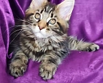 Кошки в Балашихе: Котята Мейн-Куна Девочка, Бесплатно - фото 1