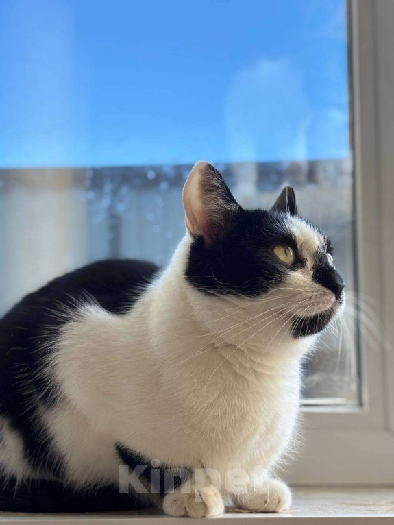 Кошки в Санкт-Петербурге: Киса ищет дом Девочка, Бесплатно - фото 1