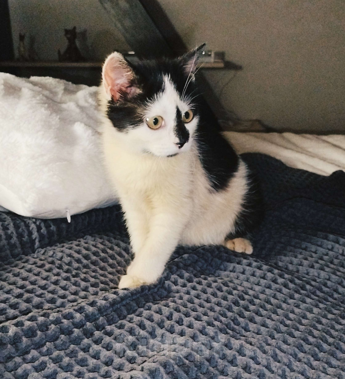 Кошки в других городах Московской области: Крошка Эли ищет семью Девочка, Бесплатно - фото 6