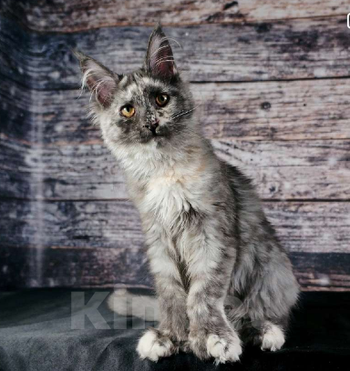 Кошки в Нижнем Новгороде: Кошечка мейн-кун Девочка, 25 000 руб. - фото 1