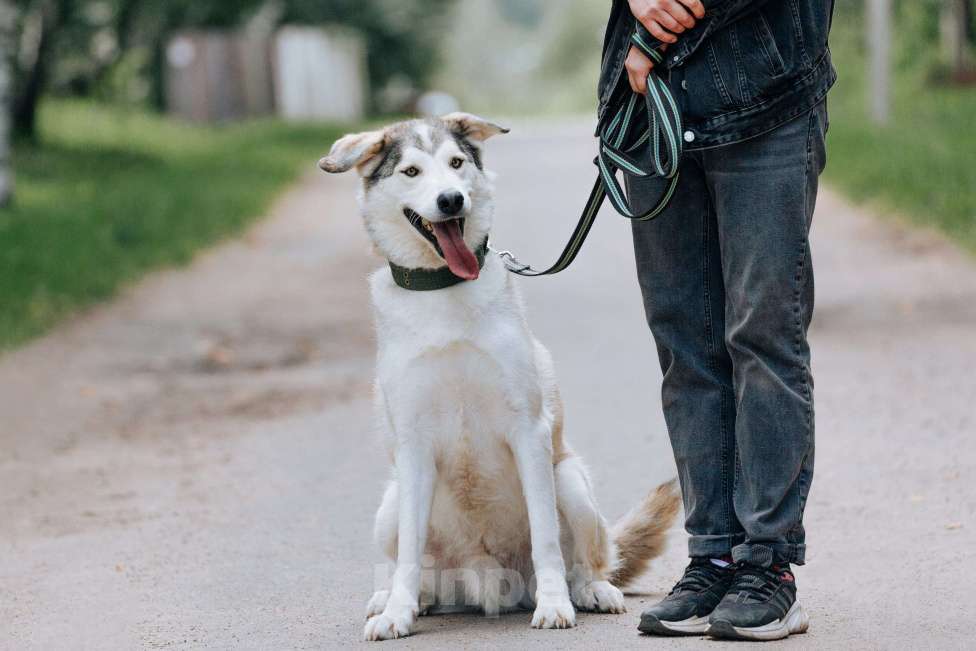 Собаки в Москве: Ярик в поисках дома Мальчик, Бесплатно - фото 2