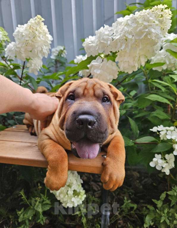 Собаки в других городах Московской области: Шарпей, щенок шарпея Мальчик, 60 000 руб. - фото 7