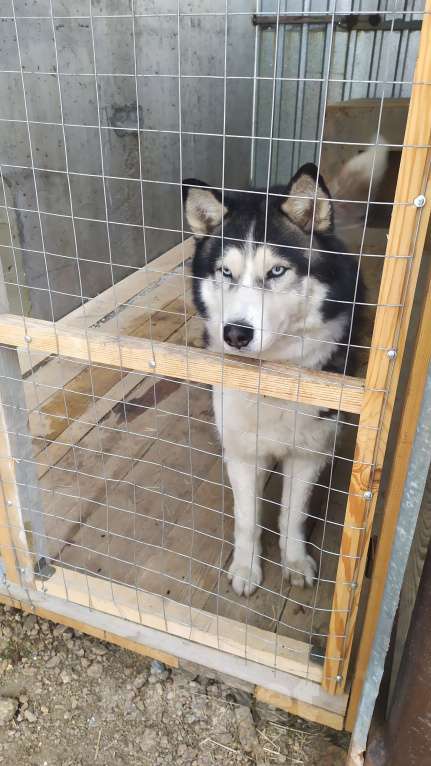 Собаки в других городах Челябинской области: Потерялся Хаски! Мальчик, 4 000 руб. - фото 1