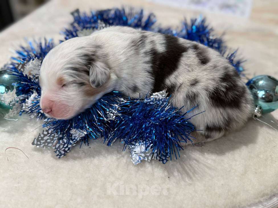 Собаки в других городах Московской области: Веснушка, мальчик голубой мрамор Мальчик, 120 000 руб. - фото 4