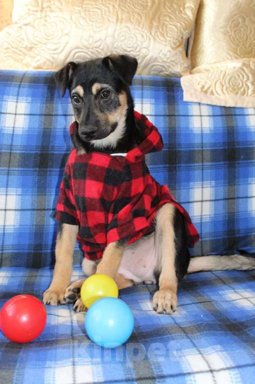 Собаки в Балашихе: щенок в добрые руки Девочка, Бесплатно - фото 2