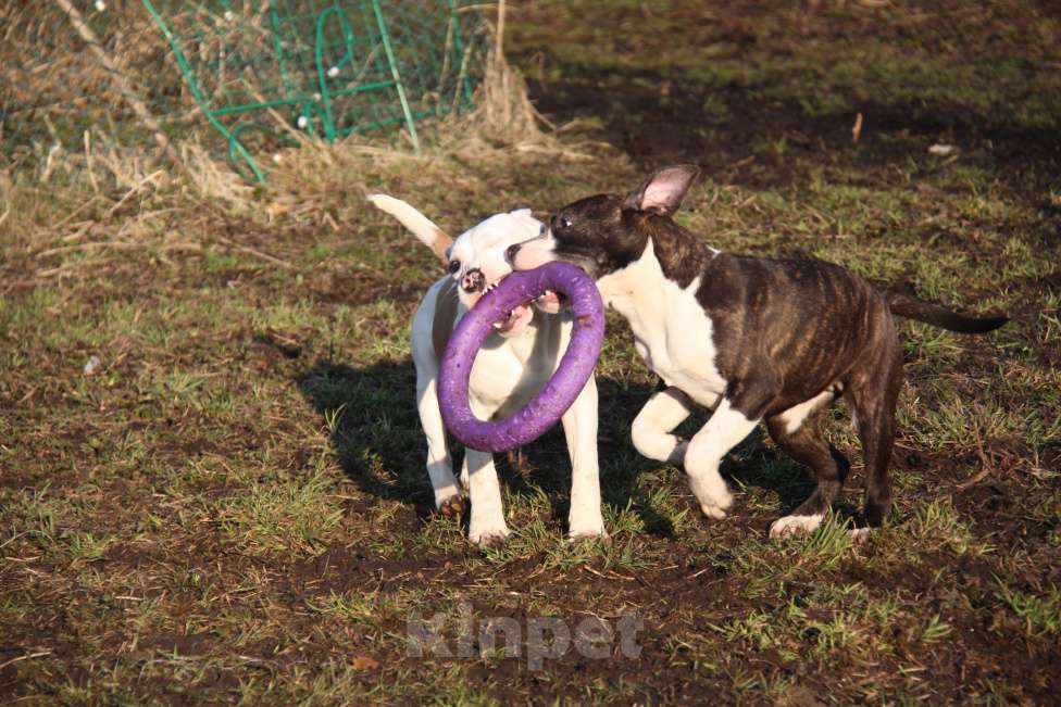 Собаки в других городах Московской области: Американский стаффордширский терьер щенки Мальчик, Бесплатно - фото 6