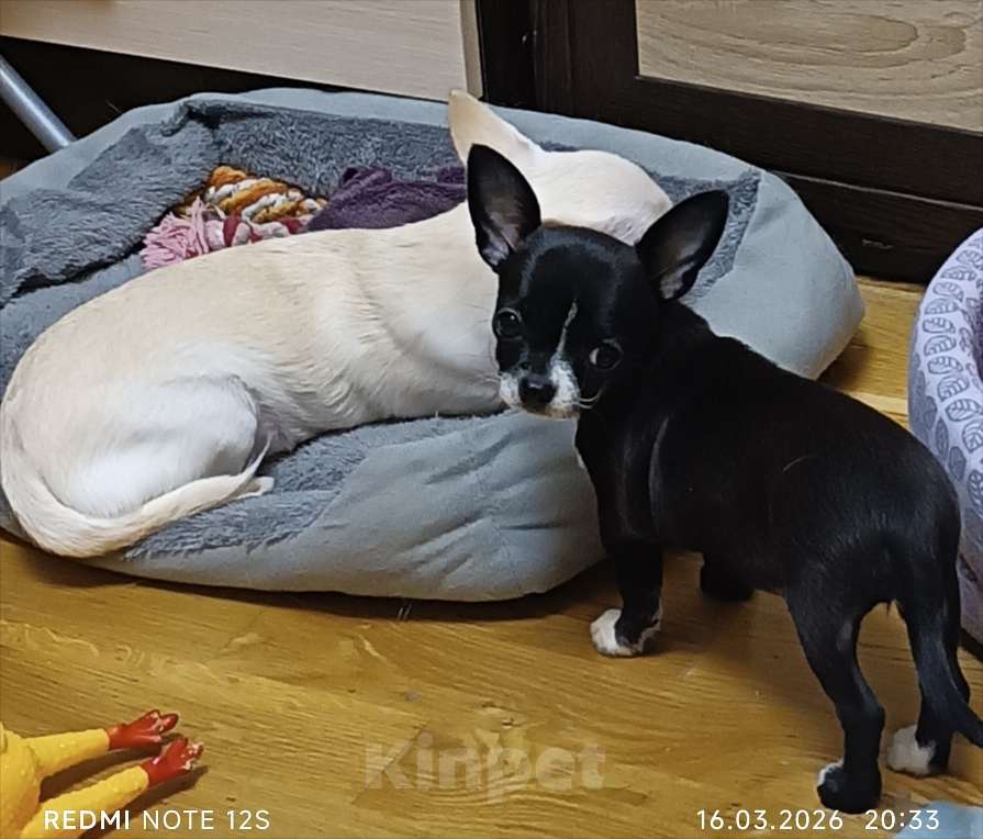 Собаки в Москве: Продажа щенка чихуахуа Девочка, Бесплатно - фото 1