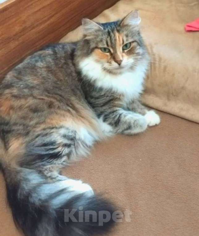 Кошки в Москве: Трехцветная пушистая Шаня, кошечка в добрые руки.   Девочка, Бесплатно - фото 2
