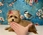 Собаки в Москве: Рыжий йорк с голубыми глазами девочка мини Девочка, 95 000 руб. - фото 6