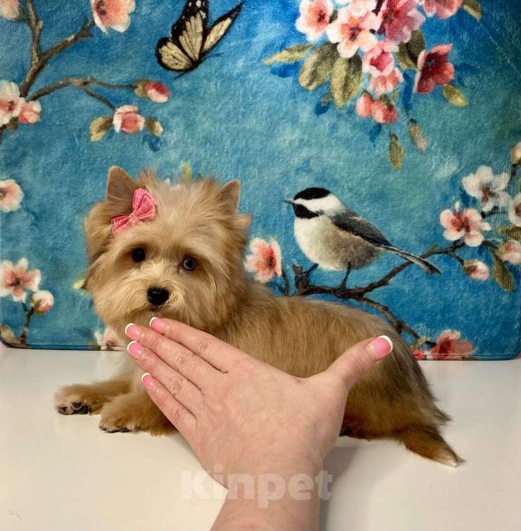 Собаки в Москве: Рыжий йорк с голубыми глазами девочка мини Девочка, 95 000 руб. - фото 6
