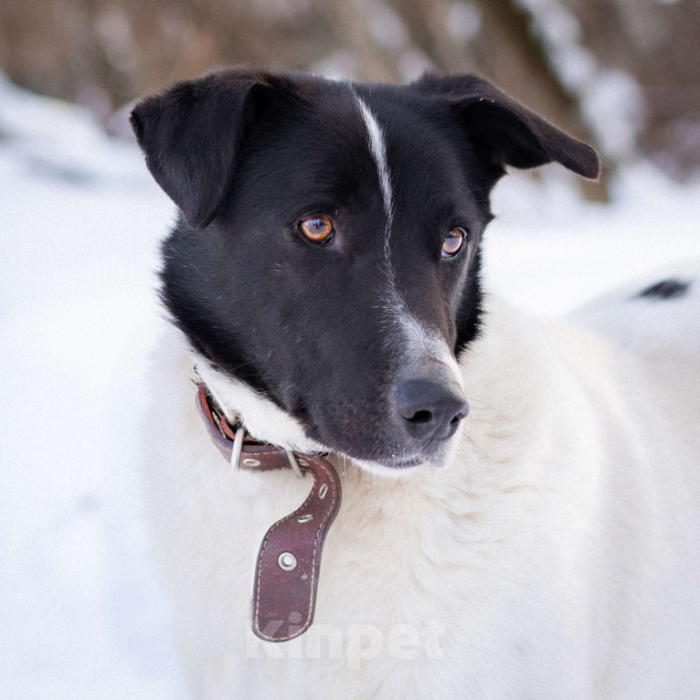 Собаки в Москве: Спокойный пёсик из приюта ищет дом Мальчик, Бесплатно - фото 2