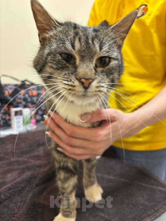 Кошки в Электростали: Потерян, но не сломлен! Котик ищет дом.  Мальчик, Бесплатно - фото 2