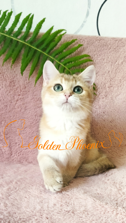 Кошки в Можге: Котенок золотая шиншилла Девочка, 25 000 руб. - фото 2