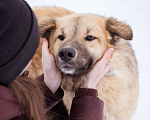 Собаки в Москве: Пушистый медвежонок в самые добрые и заботливые руки! Мальчик, Бесплатно - фото 8