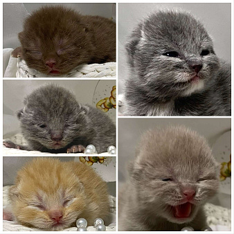 Британский короткошерстный котенок