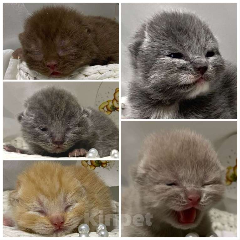 Кошки в Москве: Британский короткошерстный котенок Разнополые, Бесплатно - фото 1