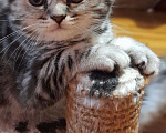 Кошки в Калуге: Шотландские котята Девочка, 30 000 руб. - фото 2