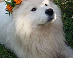 Собаки в Владимире: Вязка, 8 000 руб. - фото 1