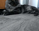 Кошки в Барнауле: Вязка Мейн-кун, 5 000 руб. - фото 3