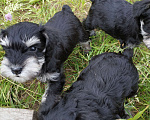 Собаки в Санкт-Петербурге: Щенки окраса черный с серебром Мальчик, 60 000 руб. - фото 2