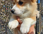 Собаки в Санкт-Петербурге: Продается щенок вельш корги пемброка Мальчик, 40 000 руб. - фото 2