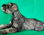 Собаки в Ангарске: Щенок цвергшнауцера Девочка, 35 000 руб. - фото 2