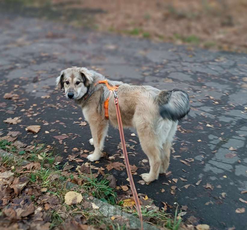 Собаки в Москве: Афелия пушистое облачко Девочка, Бесплатно - фото 8