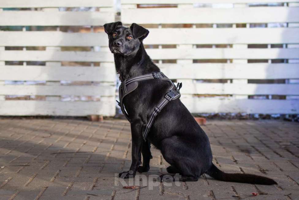 Собаки в Москве: Спасённая со стройки Альма нуждается в любящих хозяевах! Девочка, Бесплатно - фото 4